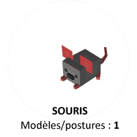 Souris.png